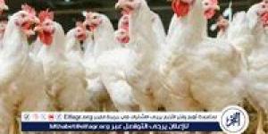 بورصة الدواجن.. أسعار الفراخ البيضاء اليوم الاثنين 2-6-2025 في قنا - هرم مصر