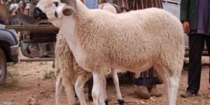 ما حكم شراء الأضحية بالوزن وهي حية؟.. الإفتاء توضح - هرم مصر