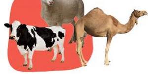 آخر فرصة..متى ينتهي وقت الأضحية وما هى أيام النحر الاربعة #وقت_الأضحية #أيام_النحر #عيد_الأضحى #ذو_الحجة #الأضحية_في_السنة #سنة_النبي #يوم_13_ذو_الحجة #نحر_الأضاحي #فقه_الأضحية #دار_الإفتاء_المصرية #الحج_2025 - هرم مصر