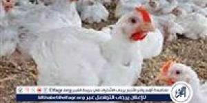 بورصة الدواجن.. أسعار الفراخ البيضاء اليوم الاثنين 7-7-2025 في قنا - هرم مصر