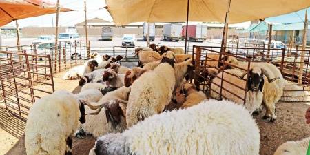 «التجارة» تنفذ جولات ميدانية في أسواق المواشي.. استعداداً لعيد الأضحى - هرم مصر