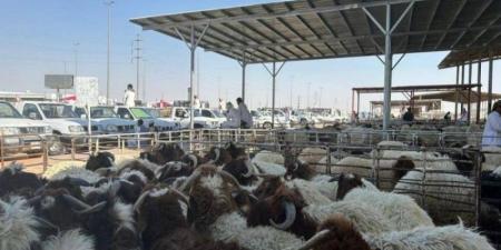 محرم القادم .. بيع المواشي بالميزان لمواجهة التلاعب بالاسعار - هرم مصر