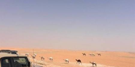 ضبط مواطن خالف نظام البيئة بالرعي في محمية - هرم مصر