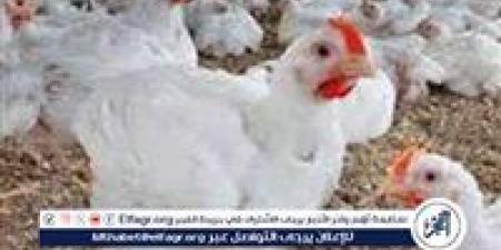 بورصة الدواجن.. أسعار الفراخ البيضاء اليوم الخميس 19-6-2025 في قنا - هرم مصر
