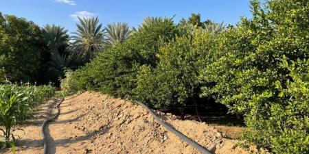 3.2 % من إجمالي العينات الزراعية بمكة غير مطابقة - هرم مصر