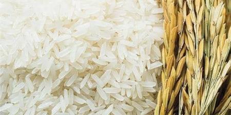 سعر طن الأرز الشعير اليوم الثلاثاء 24 يونيو 2025 في الأسواق - هرم مصر