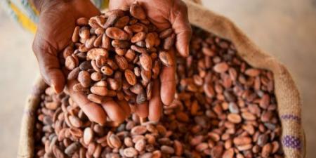 تفاؤل بين مزارعي الكاكاو في غانا بمحصول وفير بعد تحسن الطقس - هرم مصر