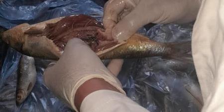 الطب البيطري بالغربية يضبط أكثر من طن منتجات فاسدة بزفتى والسنطة - هرم مصر