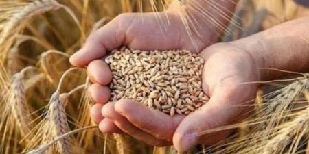 الطن بكام؟.. سعر الأرز الشعير والأبيض اليوم الأربعاء 20-8-2025 - هرم مصر