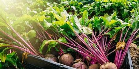 سؤال برلمانى حول تحذيرات الحكومة من مخاطر التوسع فى زراعات البنجر - هرم مصر