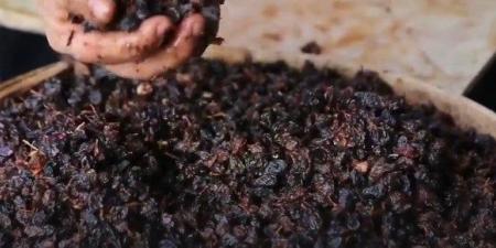 المنوفي: التوسع في تصنيع الزبيب خطوة استراتيجية تدعم الاقتصاد الوطني وتقلل الفاقد الزراعي - هرم مصر