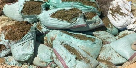 ضبط عصابة خطيرة زرعت قطعة أرض بنبات الهيدرو في الإسماعيلية بقيمة 759 مليون جنيه ضبط عصابة خطيرة زرعت قطعة أرض بنبات الهيدرو في الإسماعيلية بقيمة 759 مليون جنيه - هرم مصر