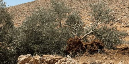 ماذا يفعل الاحتلال بقرية المغيّر في الضفة؟ - هرم مصر