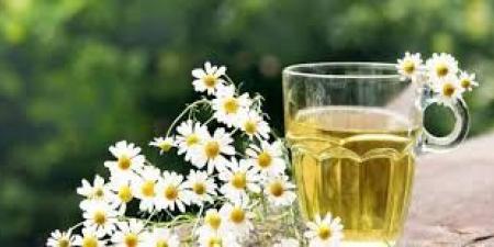 ماذا يحدث عند شرب البابونج؟.. فوائد صحية مذهلة - هرم مصر