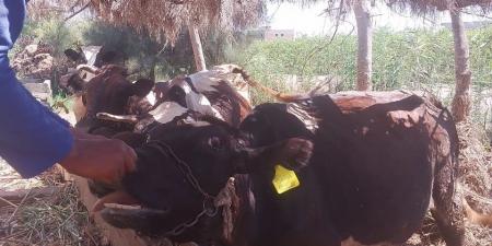 8 ملايين طن.. إجراءات عاجلة من الحكومة لزيادة إنتاجية اللحوم والألبان - هرم مصر