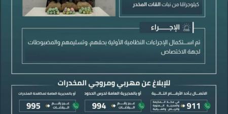 القبض على 4 مخالفين بعسير لتهريبهم 60 كلجم من نبات القات - هرم مصر