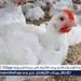 بورصة الدواجن.. أسعار الفراخ البيضاء اليوم الاربعاء 18-6-2025 في قنا - هرم مصر