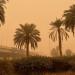 الأرصاد الجوية الكويتية تحذر: رياح نشطة مثيرة للغبار مع انخفاض للرؤية الأفقية - هرم مصر