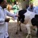فحص 3180 طائر وحيوان بعزبة نظيف ضمن مبادرة "حياة كريمة" بالغربية - هرم مصر