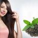 طرق استخدام الشاي الأخضر لنمو الشعر - هرم مصر