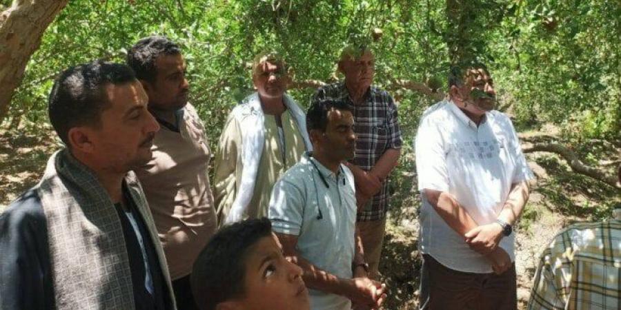 لقاءات دورية مع مزارعي الرمان بأسيوط لبحث التحديات ودعم الصناعة الزراعية - هرم مصر
