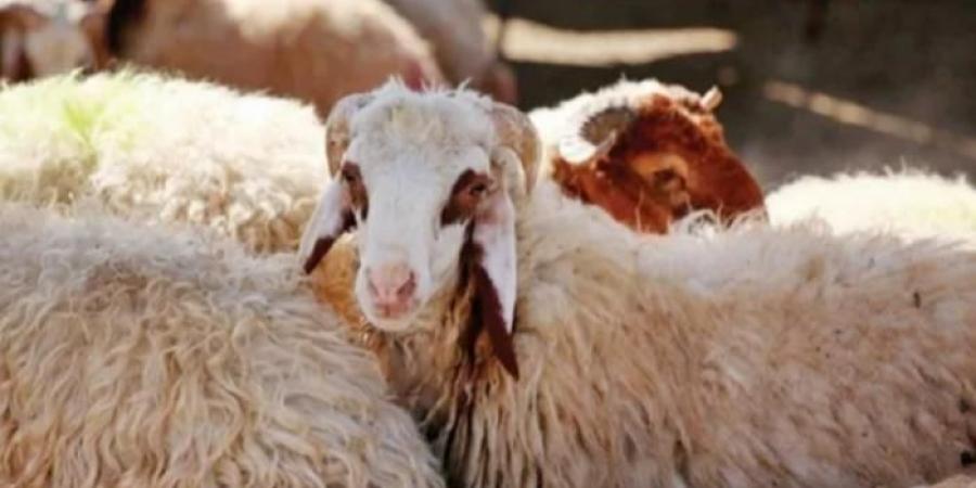 دليلك لاختيار أضحية سليمة: 12 علامة لا غنى عنها - هرم مصر