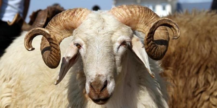 دولة عربية تتخذ إجراءات صارمة لمنع بيع أغنام عيد الأضحى - هرم مصر