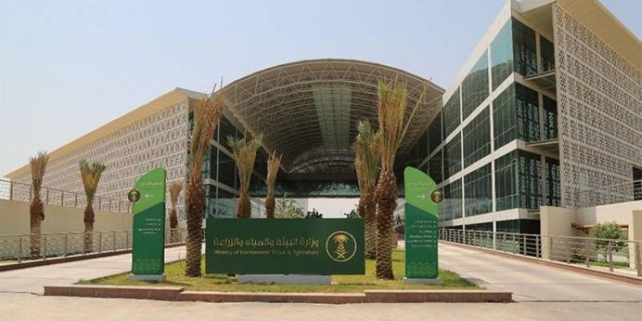 نجاح تجاري لتجربة حصاد 3 أصناف مطورة من القمح المحلي - هرم مصر