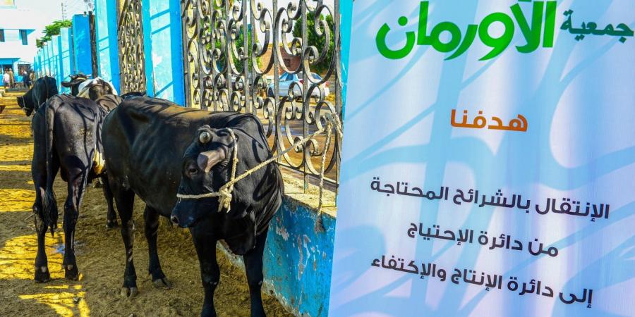 لدعم الأكثر احتياجا.. تضامن الغربية تعلن خطة توزيع لحوم الأضاحي بـ60 قرية - هرم مصر
