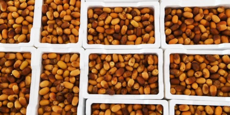 أسواق التمور المركزية بالمدينة المنورة تستقبل بواكير الرطب - هرم مصر