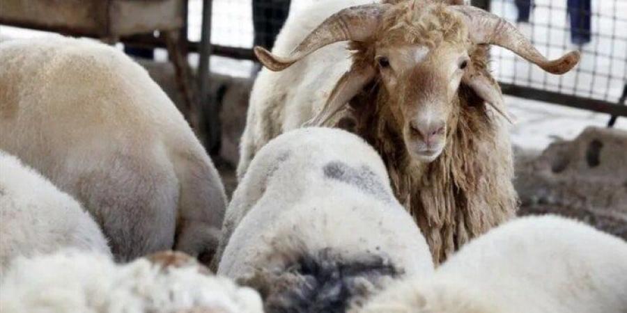 ماراثون الأضاحي عبر الـ (أون لاين).. الأغنام تقفز لـ «250» جنيها للكيلو.. وثبات أسعار العجول - هرم مصر