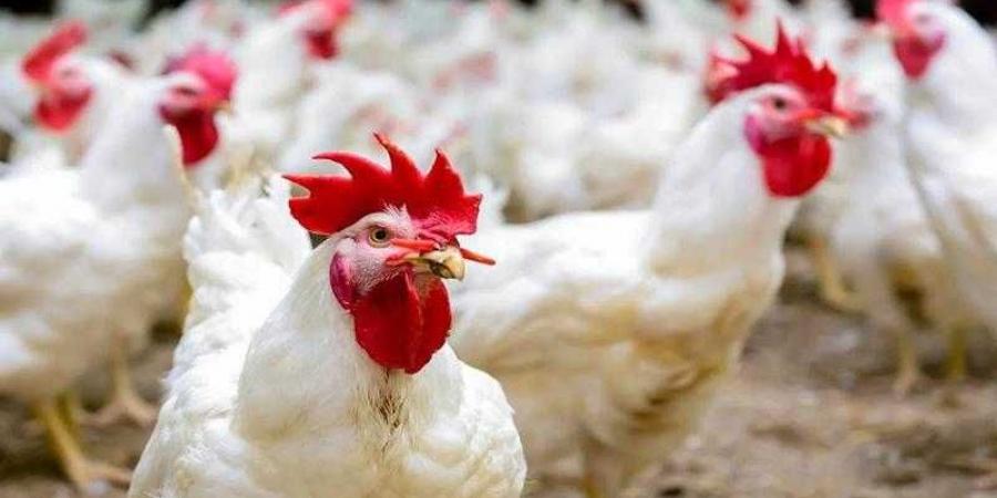 أسعار الدواجن والبيض في الأسواق اليوم الثلاثاء - هرم مصر
