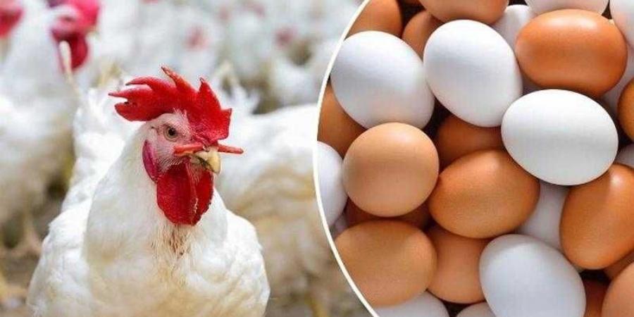 أسعار الدواجن والبيض في الأسواق اليوم الاربعاء - هرم مصر