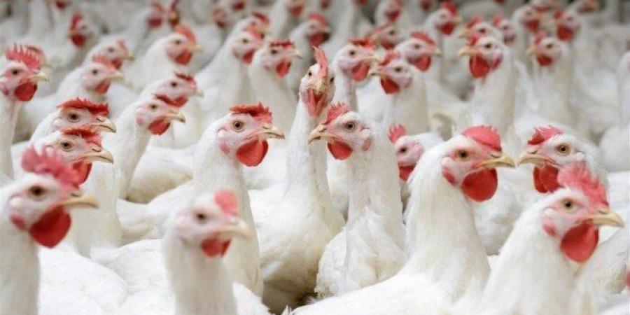 أسعار الدواجن والبيض اليوم الأربعاء 4 يونيو 2025 - هرم مصر