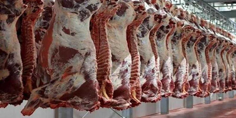 أسعار اللحوم الحمراء اليوم الأربعاء - هرم مصر