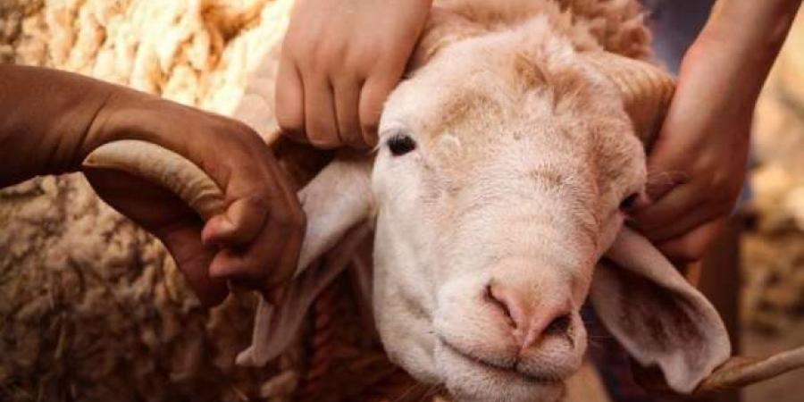 هل تُجزيء الأضحية بالشاة المغصوبة؟ #دين وحياة #دار الإفتاء - هرم مصر