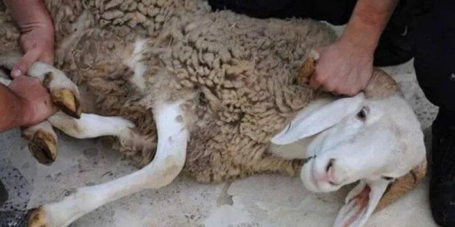 هل يجوز بيع شيء من الأضحية أو إعطاء الجزار جلدها كأجر؟.. «الإفتاء» تجيب - هرم مصر