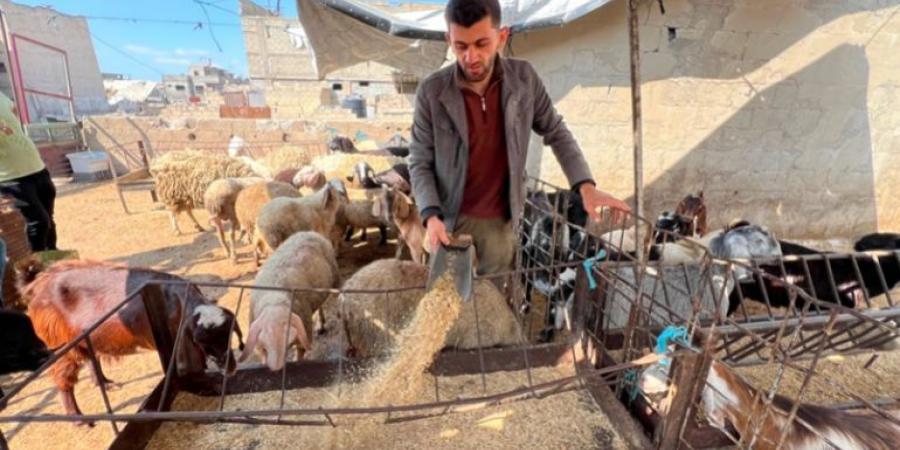 ارتفاع الأسعار وشحّ المواشي يحولان الأضاحي إلى مشهد رمزي في غزة - هرم مصر