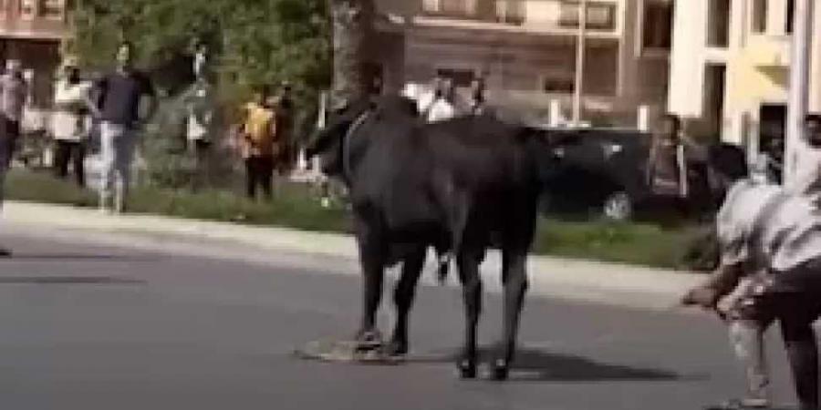 رئيس شعبة القصابين ”للنهار”: الجزار الدخيل هو السبب الرئيسي في هروب الأضاحي.. والزبون شريك في الخطأ - هرم مصر