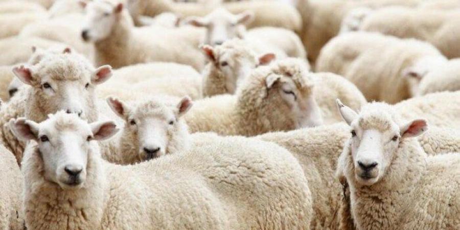 نصائح يجب اتباعها قبل وبعد ذبح الأضحية حسب الشريعة.. الإفتاء توضح - هرم مصر