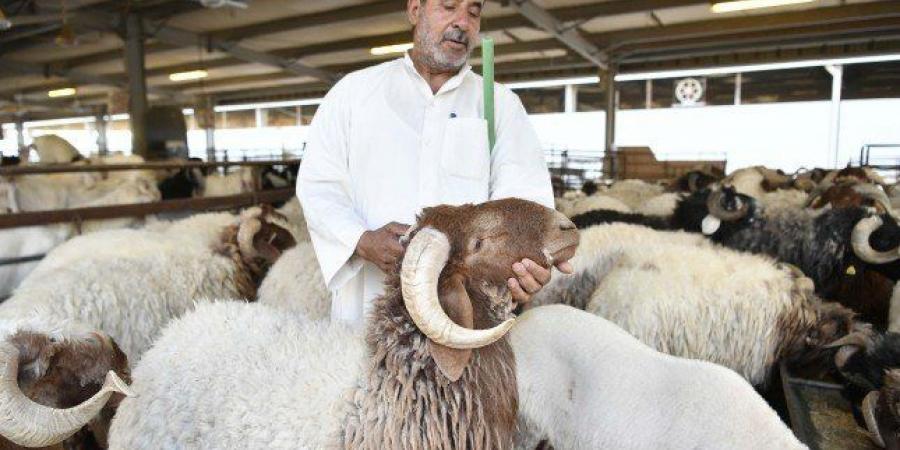 أهل الكويت يحيون شعيرة ذبح الأضاحي تقربا الى الله وتخفيفا للأعباء على الفقراء - هرم مصر