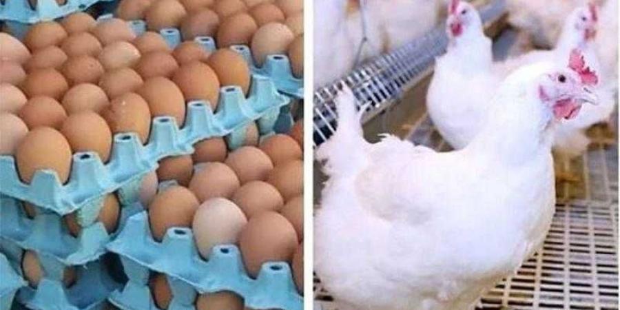 أسعار الدواجن والبيض في الأسواق اليوم الأحد - هرم مصر