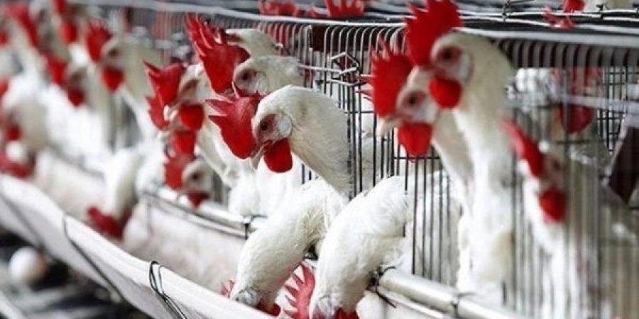 تراجعت مُجددًا .. أسعار الدواجن ثالث أيام عيد الأضحى - هرم مصر