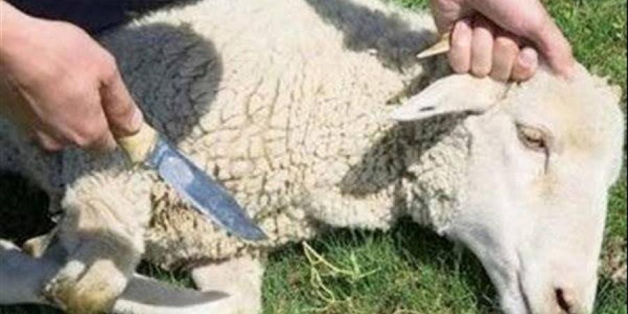 مدينة الأبحاث العلمية توجه نصائح للتوعية بطرق التخلص الآمن من مخلفات النحر - هرم مصر