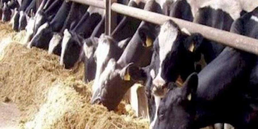 وزير الزراعة يستعرض مع رئيس ”الخدمات البيطرية” الخطط الاحترازية لحماية الثروة الحيوانية من الأمراض - هرم مصر