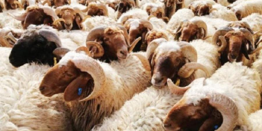 حكم نحر الأضحية رابع أيام عيد الأضحى.. الإفتاء تحدد 7 أمور مستحبة - هرم مصر
