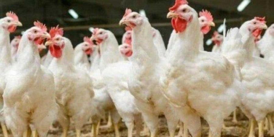 بورصة الدواجن اليوم.. أسعار الفراخ البيضاء والبلدي في الأسواق - هرم مصر