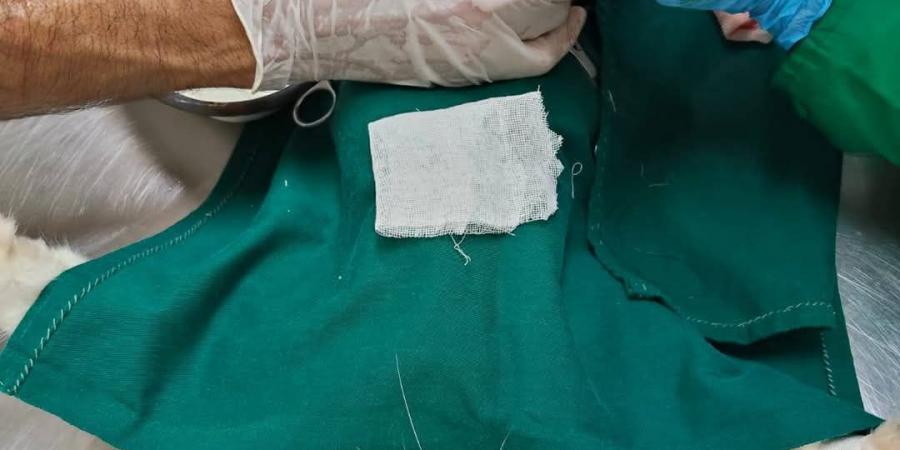 شاهد .. أطباء بيطريون ينقذون حياة قطة بعملية قيصرية في الغربية - هرم مصر