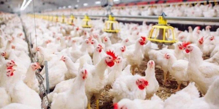 الفراخ البيضاء بكام؟.. أسعار الدواجن والبيض اليوم السبت 14 يونيو 2025 - هرم مصر