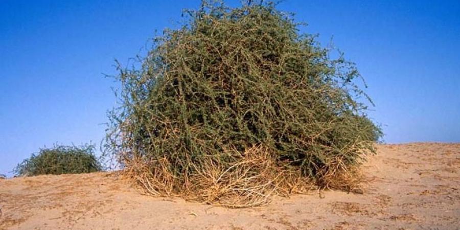 شجرة الغرقد.. بين النبوءة والتاريخ في ظل العدوان الإسرائيلي على غزة - هرم مصر